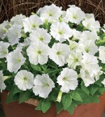 Петуния мини Пикобелла Вайт